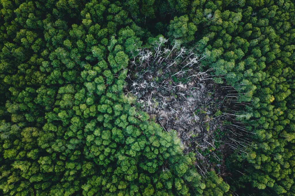 Drone shot capturing a lush green forest surrounding a distinct deforested patch, highlighting ecological impact.