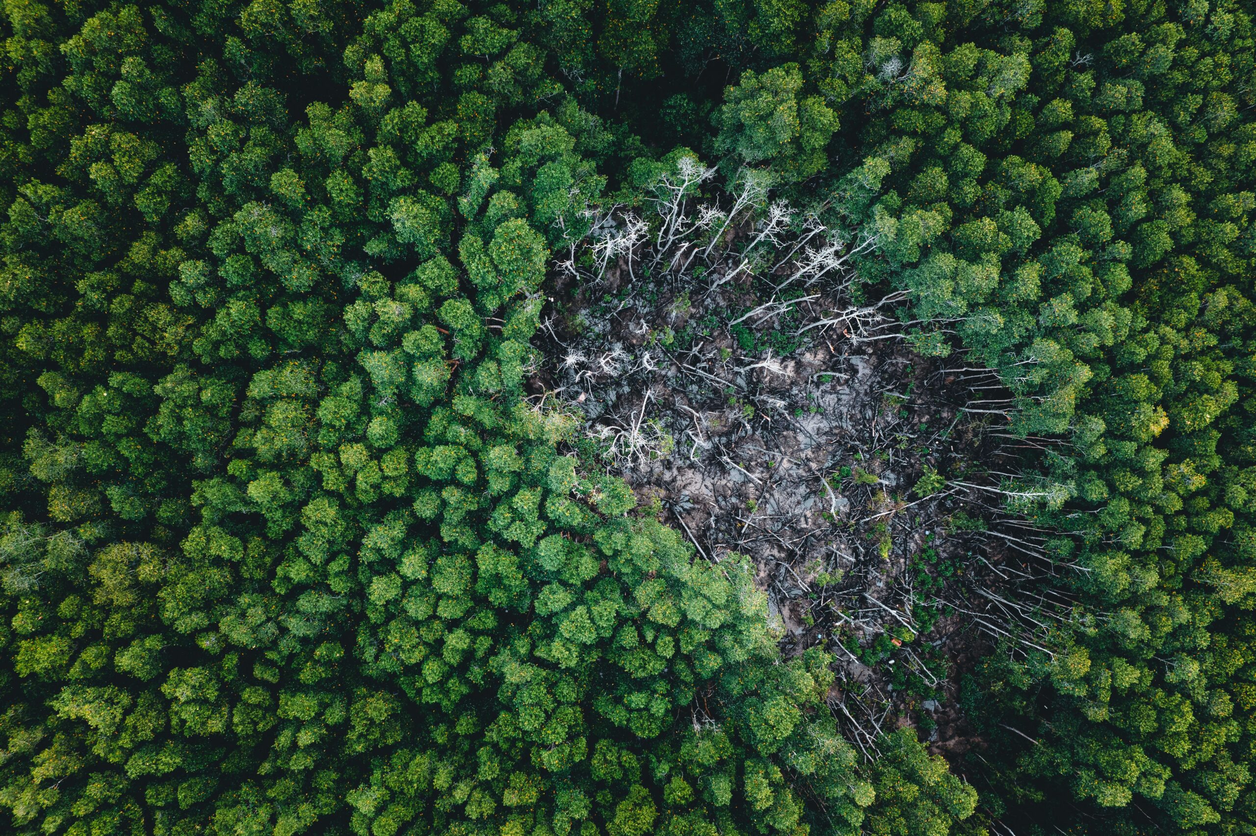 Drone shot capturing a lush green forest surrounding a distinct deforested patch, highlighting ecological impact.